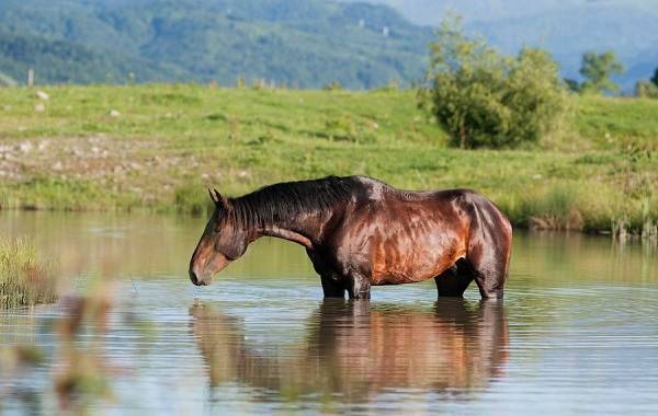 Описание лошадей тракененской породы, правила содержания и стоимость
