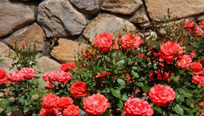 Правильный уход за розами осенью (в сентябре, октябре и ноябре): подготовка и уход за кустами роз перед зимовкой