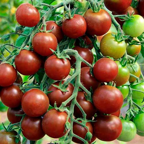 Сорта черных томатов с фото