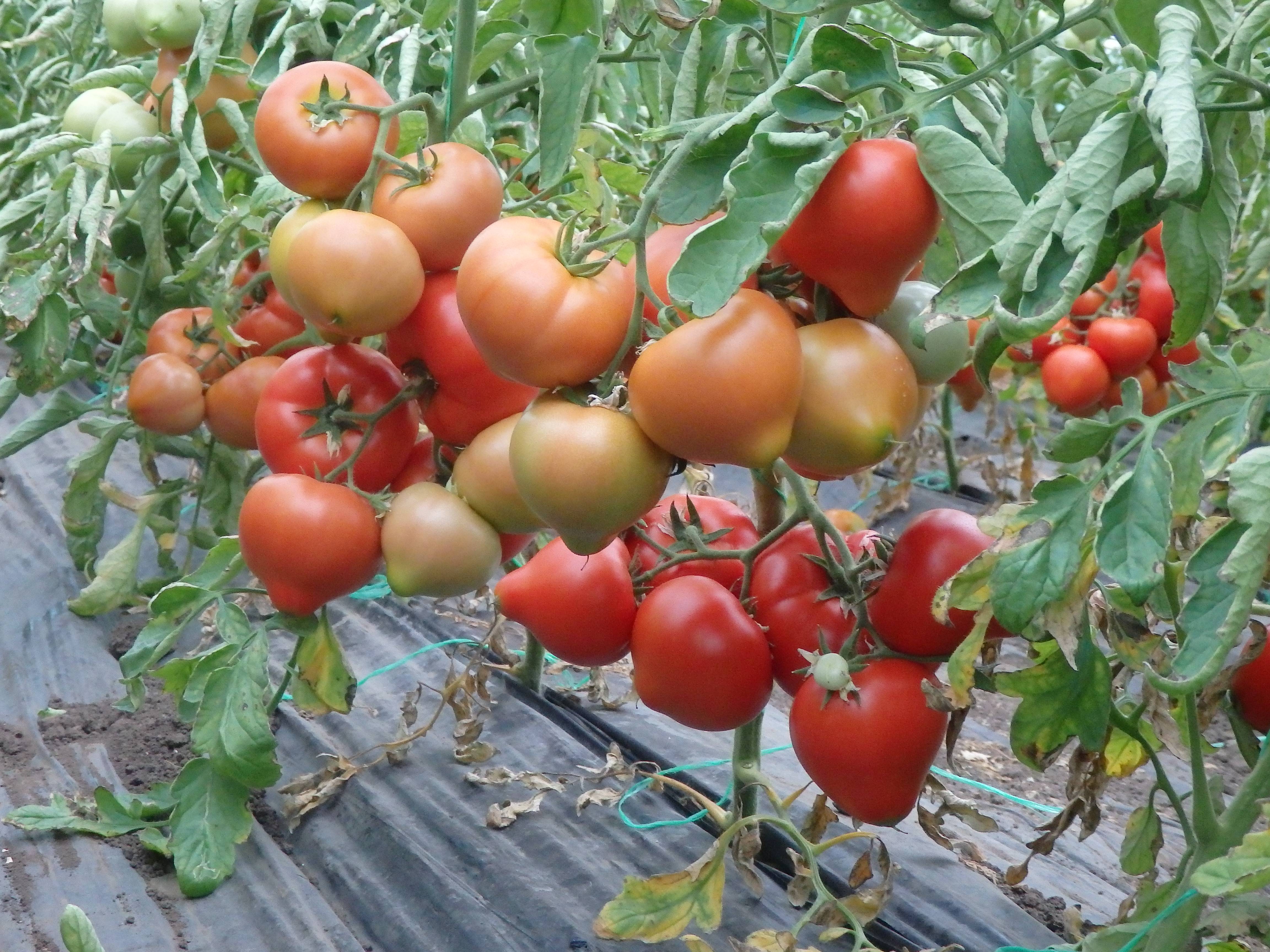Томат ралли: характеристика и описание сорта, урожайность с фото