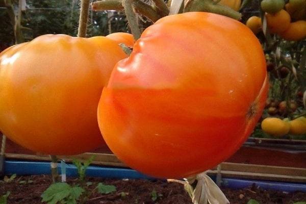 Описание сорта томата гавайская сигара и его урожайность
