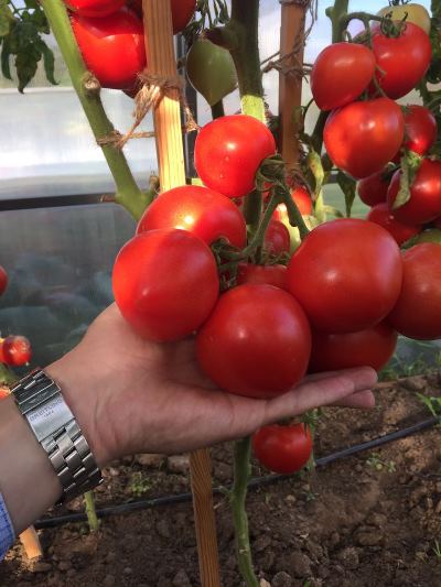 Фото, видео, отзывы, описание, характеристика, урожайность сорта томата «надежда f1»
