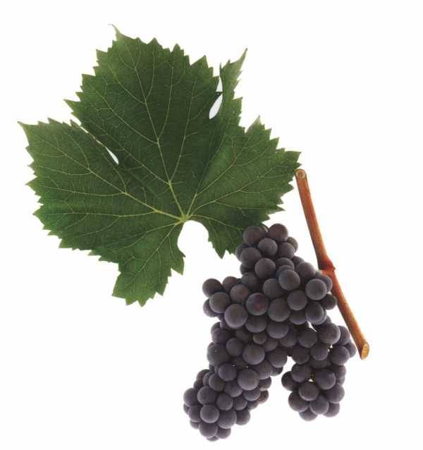 Для беседки и к столу выбирайте виноград «заграва»
