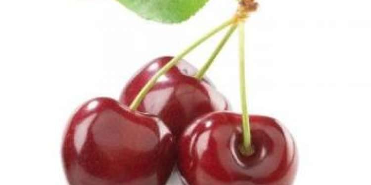 Описание и характеристики сорта вишни Загорьевская, посадка, выращивание и уход