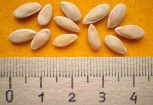 Как замочить семена огурцов перед посадкой – 4 этапа подготовки и 4 совета по замачиванию