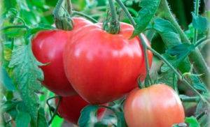 Характеристика и описание томатов «черный барон»