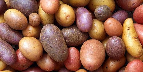 Причины, почему картофель плохо растет на огороде и что делать