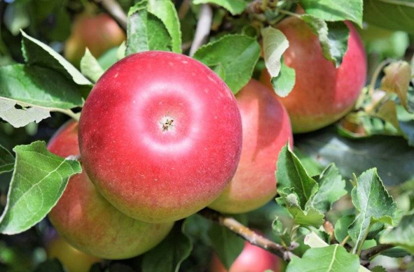 Сорт яблони июльское черненко – описание, фото