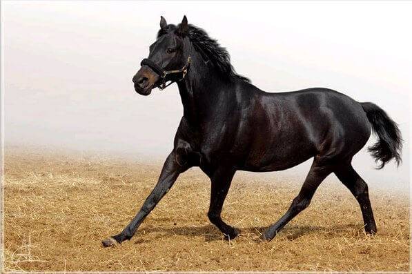 Кабардинская порода лошадей: описание, уход и содержание коней