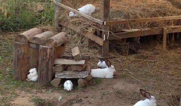 Как сделать вольер для кроликов?