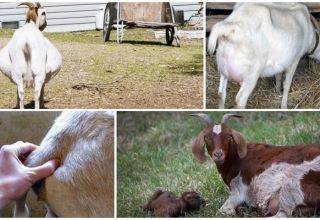 Причины и что делать, если коза не может сама родить и профилактика
