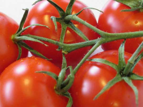 Характеристика и описание сорта томата фенда, его урожайность