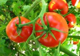 Сортовые особенности томата анюта