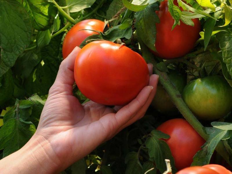 Описание сорта томатов Гунин, урожайность, особенности выращивания