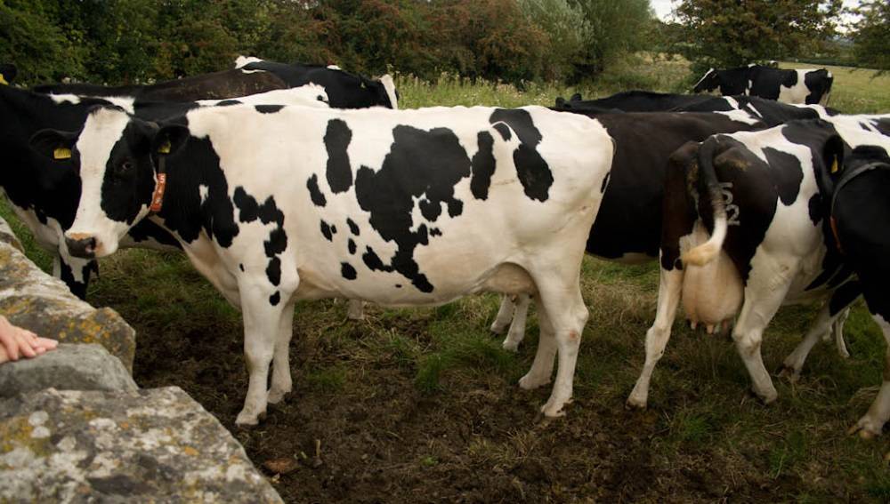 Самые лучшие породы молочных коров