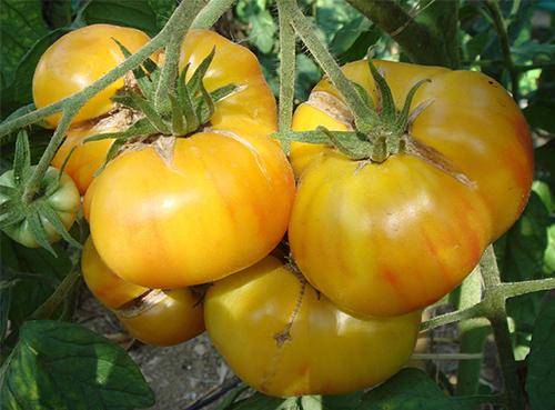 Желтые помидоры: обзор самых лучших сортов