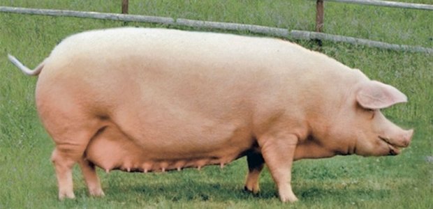 Технология свиноводства
