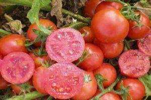 Сорт томата «суперприз f1»: описание, характеристика, посев на рассаду, подкормка, урожайность, фото, видео и самые распространенные болезни томатов