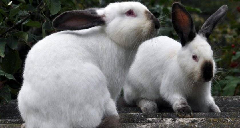 Правила проведения спаривания кроликов в домашних условиях