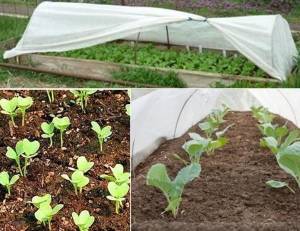 Урожай капусты на своем участке – залог здоровья всей семьи