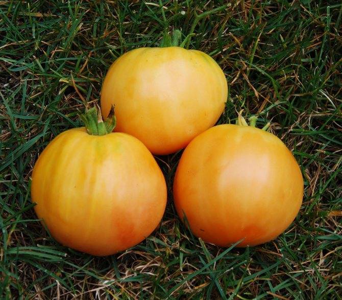 Гибрид томата «розовый король f1»: фото, видео, отзывы, описание, характеристика, урожайность