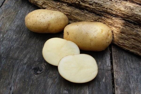 Полюбившийся многим огородникам морозостойкий сорт картофеля — снегирь: описание и отзывы