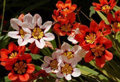 Спараксис – экзотический цветок на вашем участке. посадка и уход