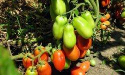 Характеристика и описание сорта томата подснежник, его урожайность