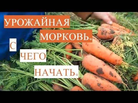 Как обработать семена моркови, чтобы посевы быстро взошли?