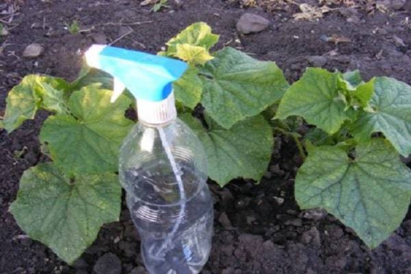 Табачная пыль: применение в саду и огороде