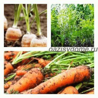 Как часто поливать морковь – советы опытных садоводов и любителей