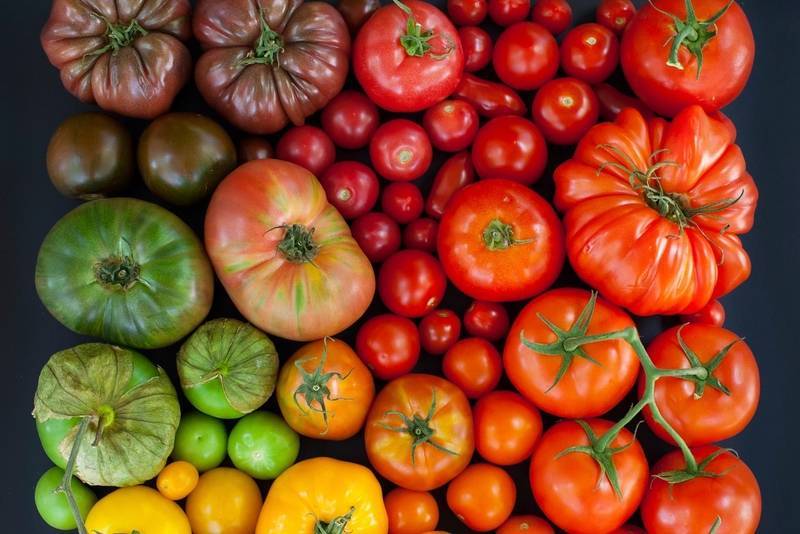 Всегда здоровый томат «царь петр»: описание сорта, фото поспевших плодов и уход за кустами