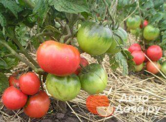 Томат сибирский скороспелый: характеристики, урожайность, особенности выращивания и ухода