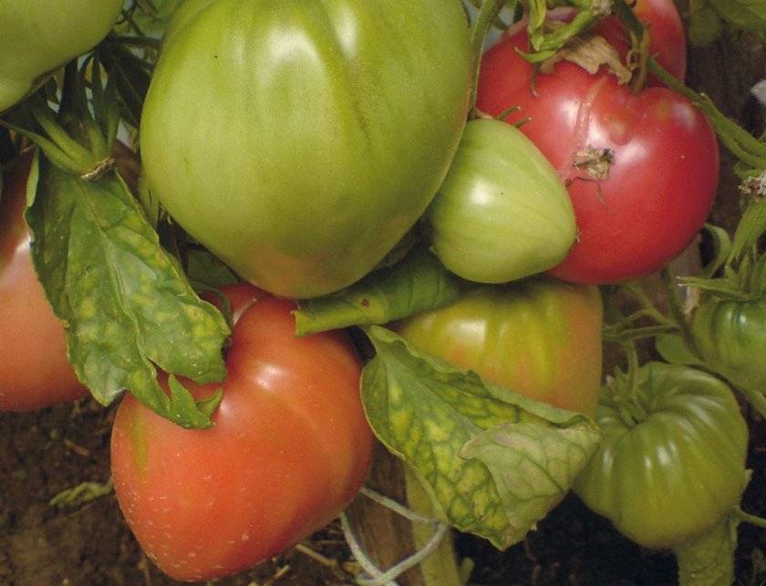 Томат самохвал: описание и характеристика сорта, урожайность с фото
