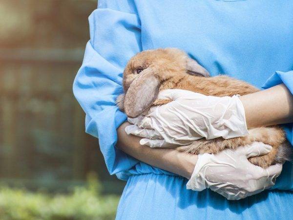 Чем лечить мокрую мордочку у кролей