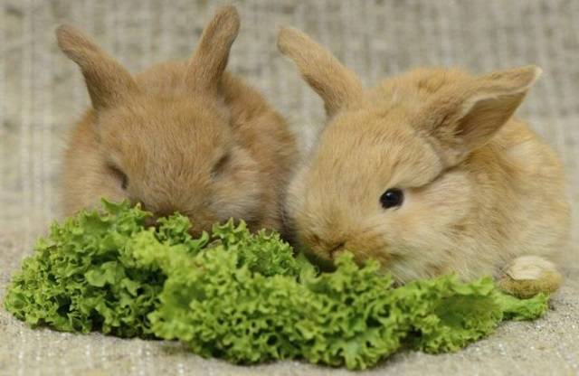 Чем полезен укроп для кроликов, как его давать?