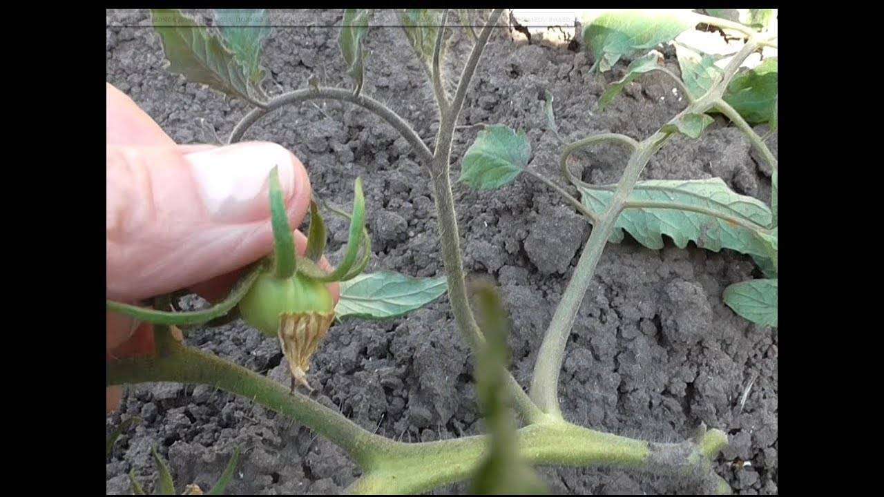 Нестандартный способ выращивания помидоров в ведрах вниз головой: пошаговая инструкция и возможные ошибки