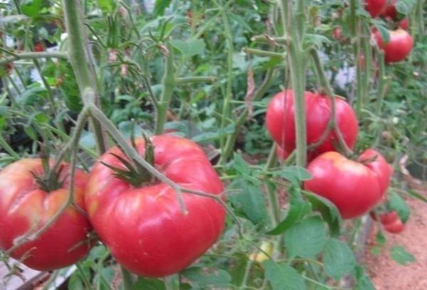 Описание, характеристика и особенности выращивания томата розовый гигант