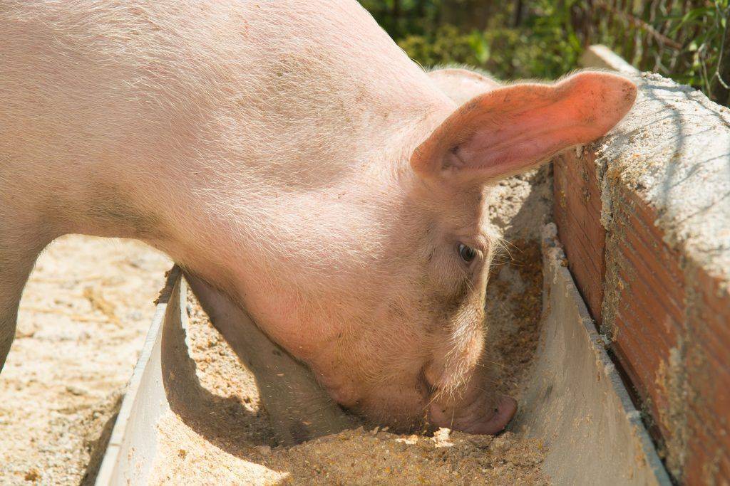Как правильно кормить свиней для быстрого роста, и что им давать нельзя?