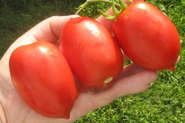 Томат шаста f1 — описание сорта, урожайность, фото и отзывы садоводов