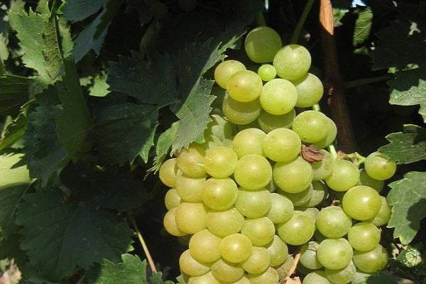 Опыт выращивания винограда в сибири