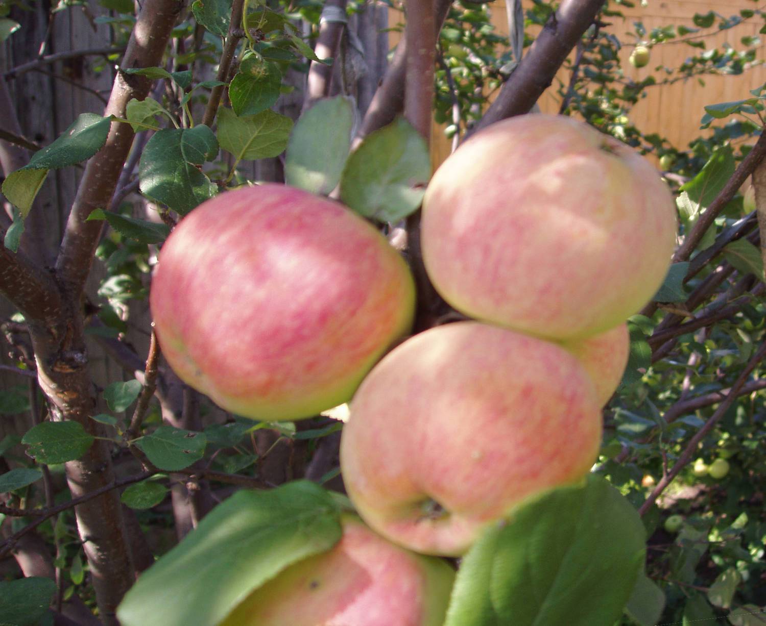 Яблоня солнышко – 8 особенностей и 10 советов по посадке и уходу