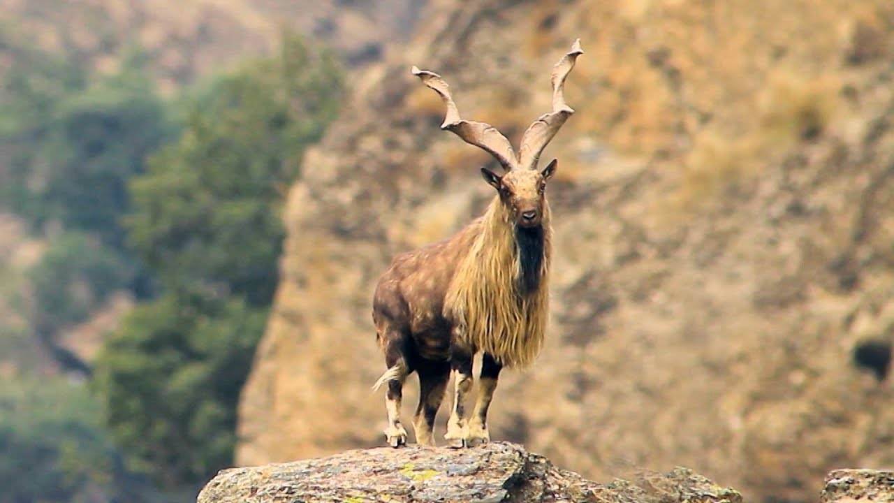 Мархур – винторогий козел, поедающий змей