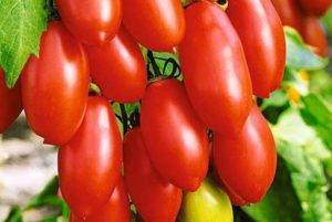 Томат сладкий малыш характеристика и описание. список крупных сортов томатов для теплиц и открытого грунта