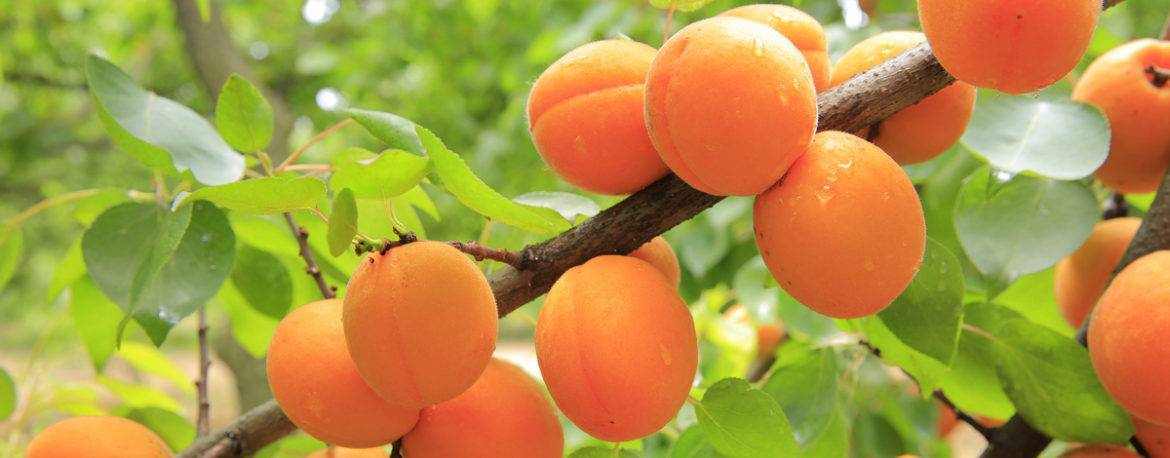 Сорт абрикоса алёша — декоративный и неприхотливый