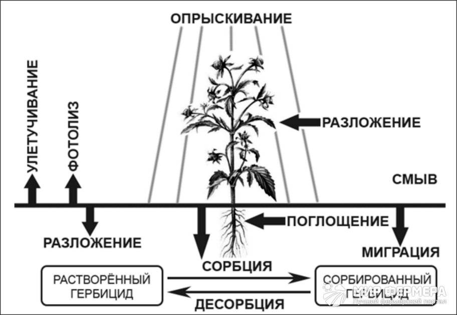 Описание и инструкция по применению гербицидов для борьбы с полевым хвощом