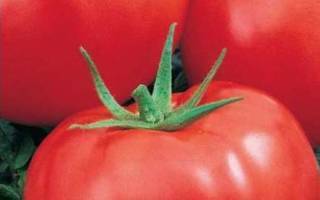 Сорт томата «неразлучные сердца»: описание, характеристика, посев на рассаду, подкормка, урожайность, фото, видео и самые распространенные болезни томатов