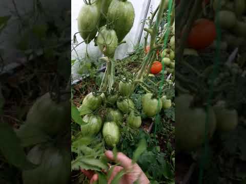 Огненный томат для теплиц – искры пламени. подробности агротехники и описание сорта