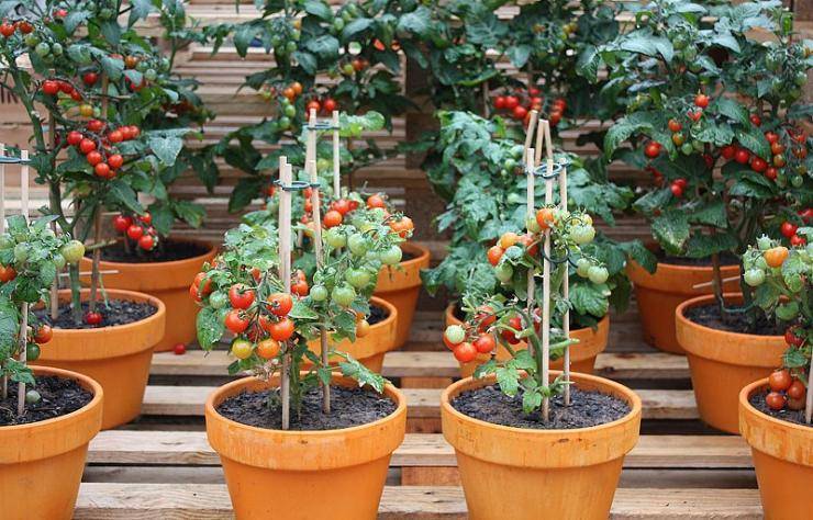 Помидоры на подоконнике зимой: лучшие сорта и порядок выращивания томатов в домашних условиях