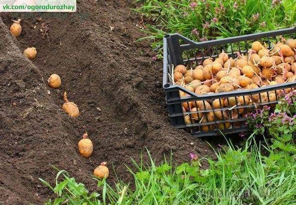 Как правильно окучивать картофель